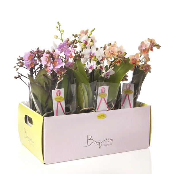 Ontwerp, product branding, Boquetto, logo, verpakking, phaleanopsis, orchidee, Opti-flor, Design, ontwerp, Monster, Westland