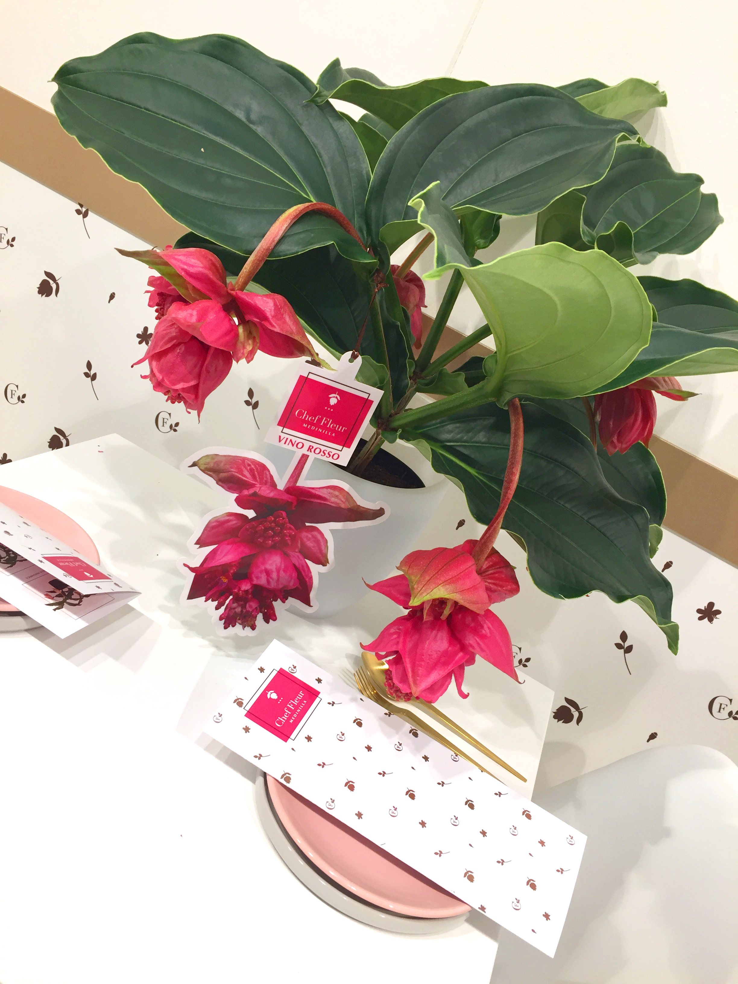 Ontwerp, huisstijl, verpakking, branding, product, medinella, ontwerp, Mangoa, Chef Fleur, Westland, Honselersdijk