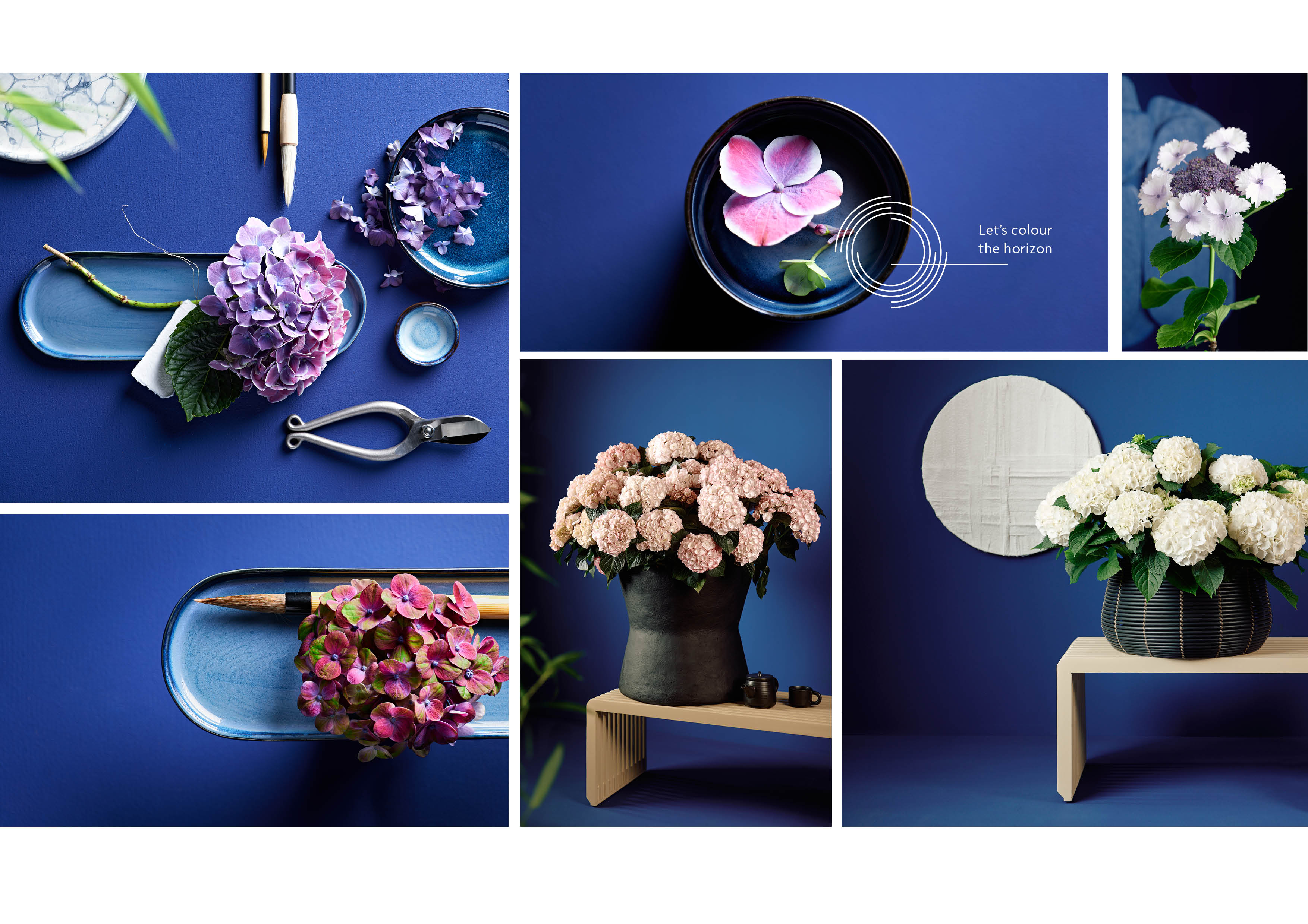 Hoko, Logo, huisstijl, grafisch ontwerp, Branding, hortensia, Boskoop, Mangoa, Visual Identity