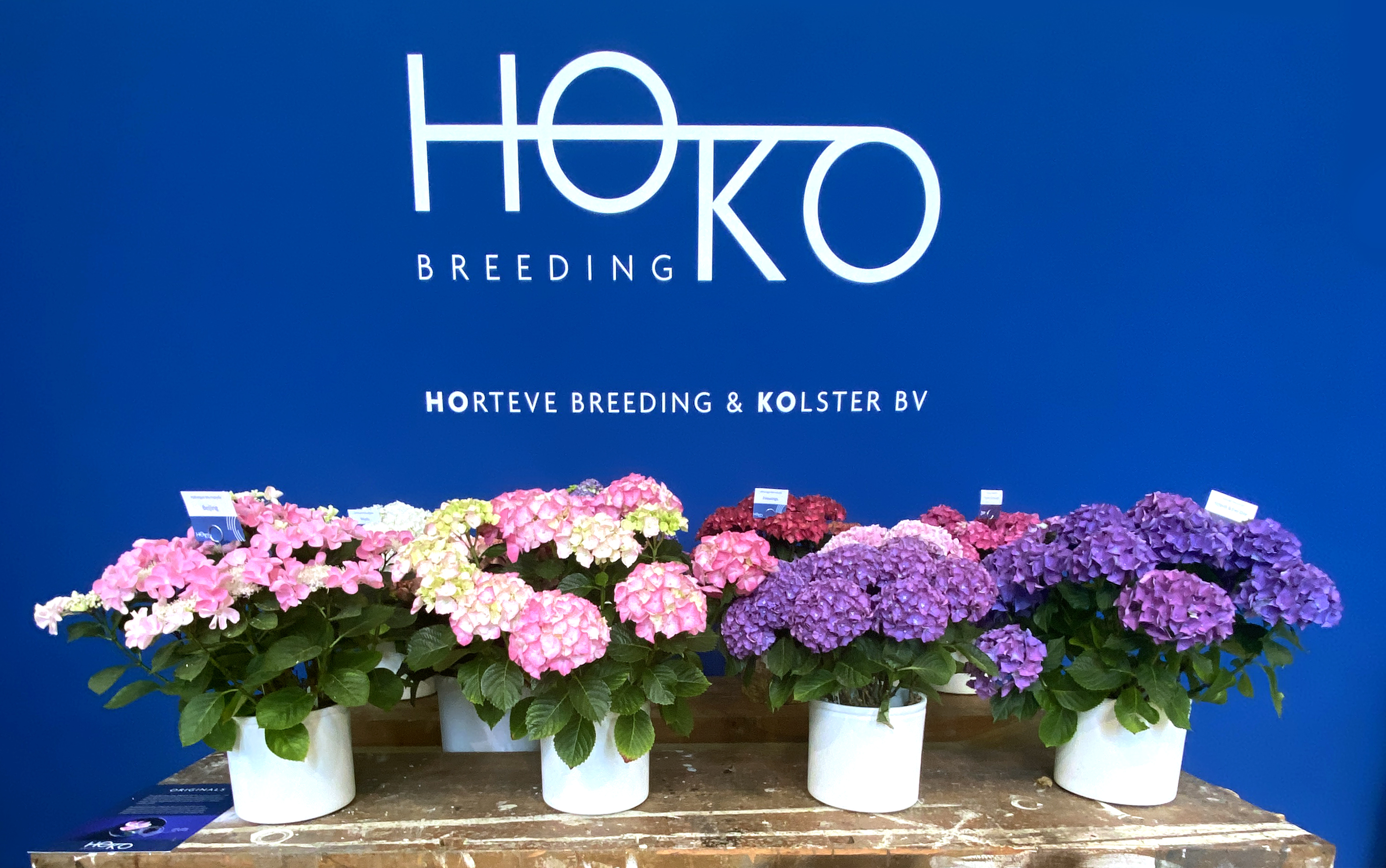 Hoko, Logo, huisstijl, grafisch ontwerp, Branding, hortensia, Boskoop, Mangoa, Visual Identity