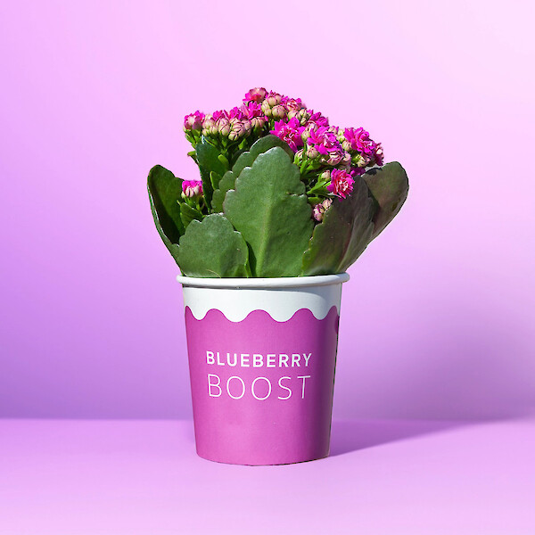 Ice Cream Cup Kalanchoë