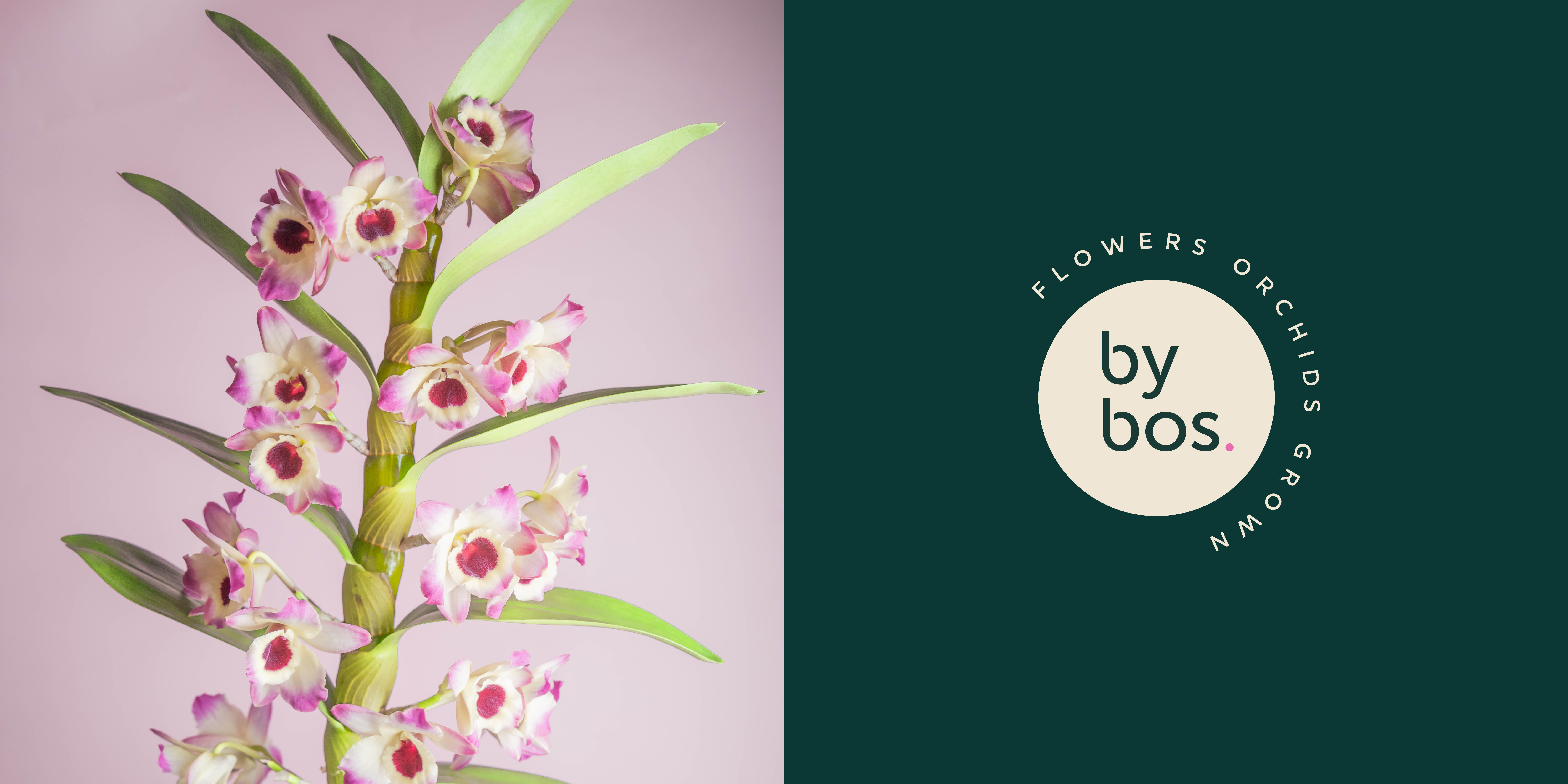 Logo, huisstijl, Bos, Orchid, Flowers, Grafisch Ontwerp, Poeldijk, Westland, Mangoa