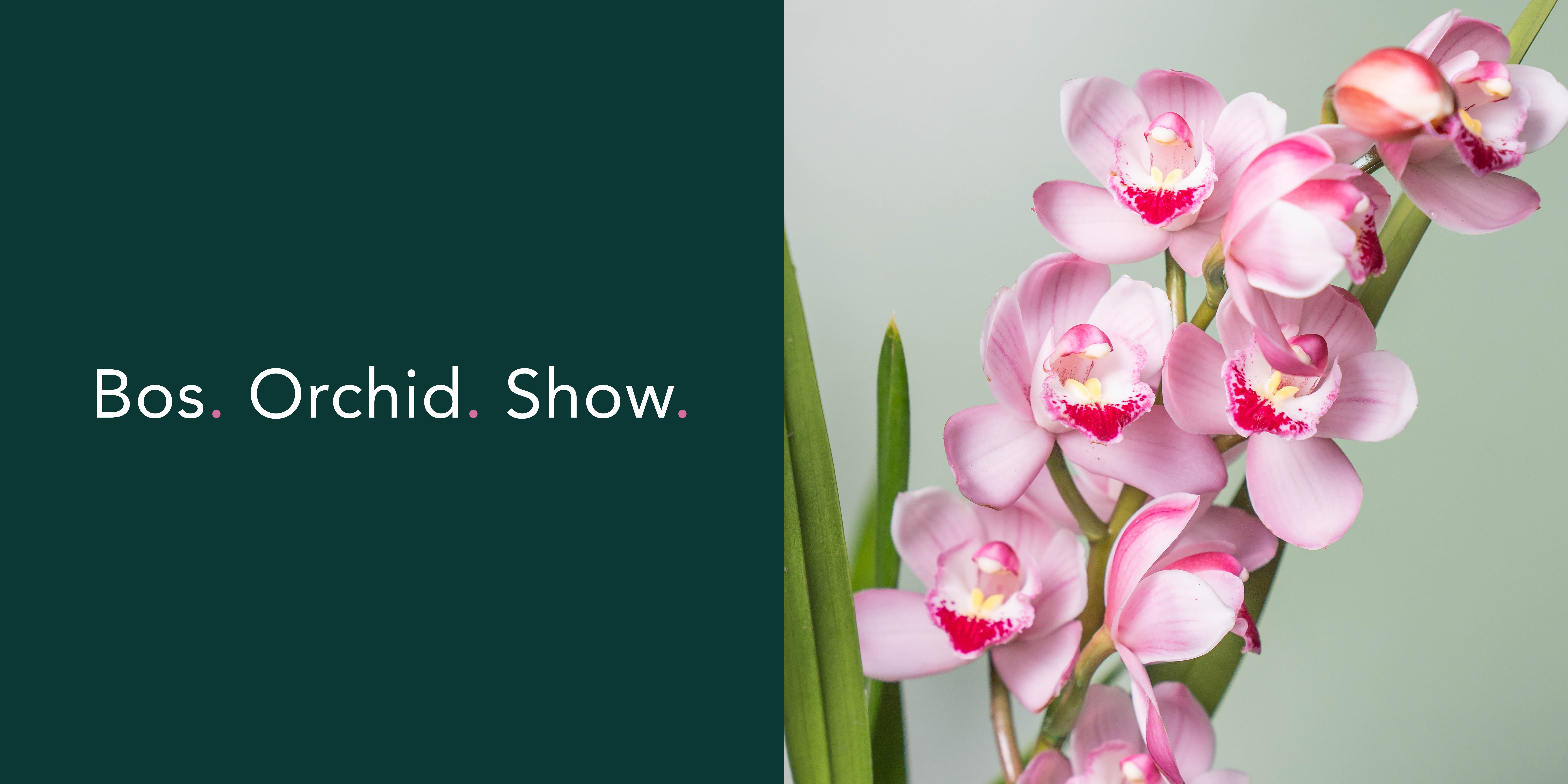 Logo, huisstijl, Bos, Orchid, Flowers, Grafisch Ontwerp, Poeldijk, Westland, Mangoa