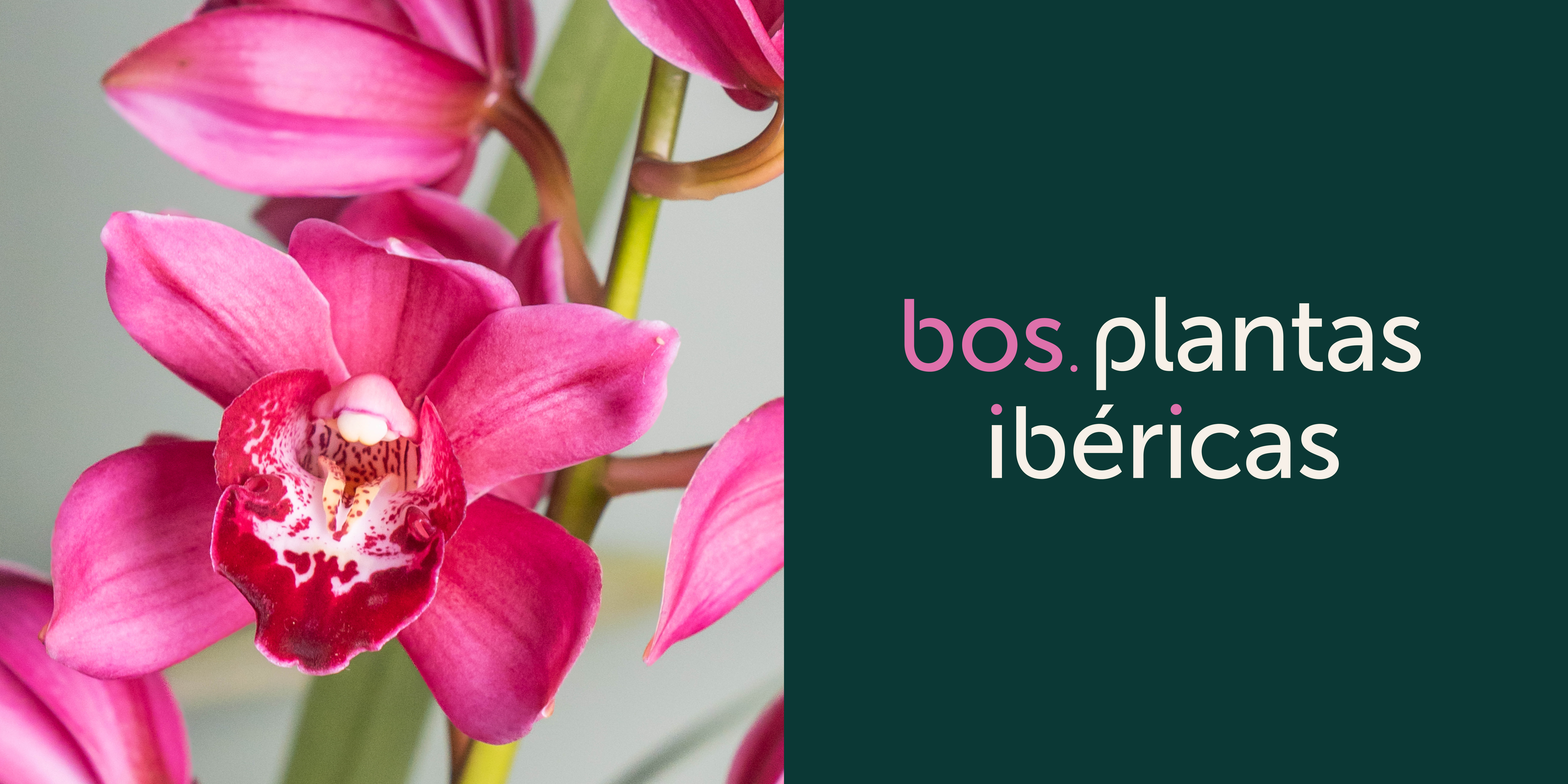 Logo, huisstijl, Bos, Orchid, Flowers, Grafisch Ontwerp, Poeldijk, Westland, Mangoa