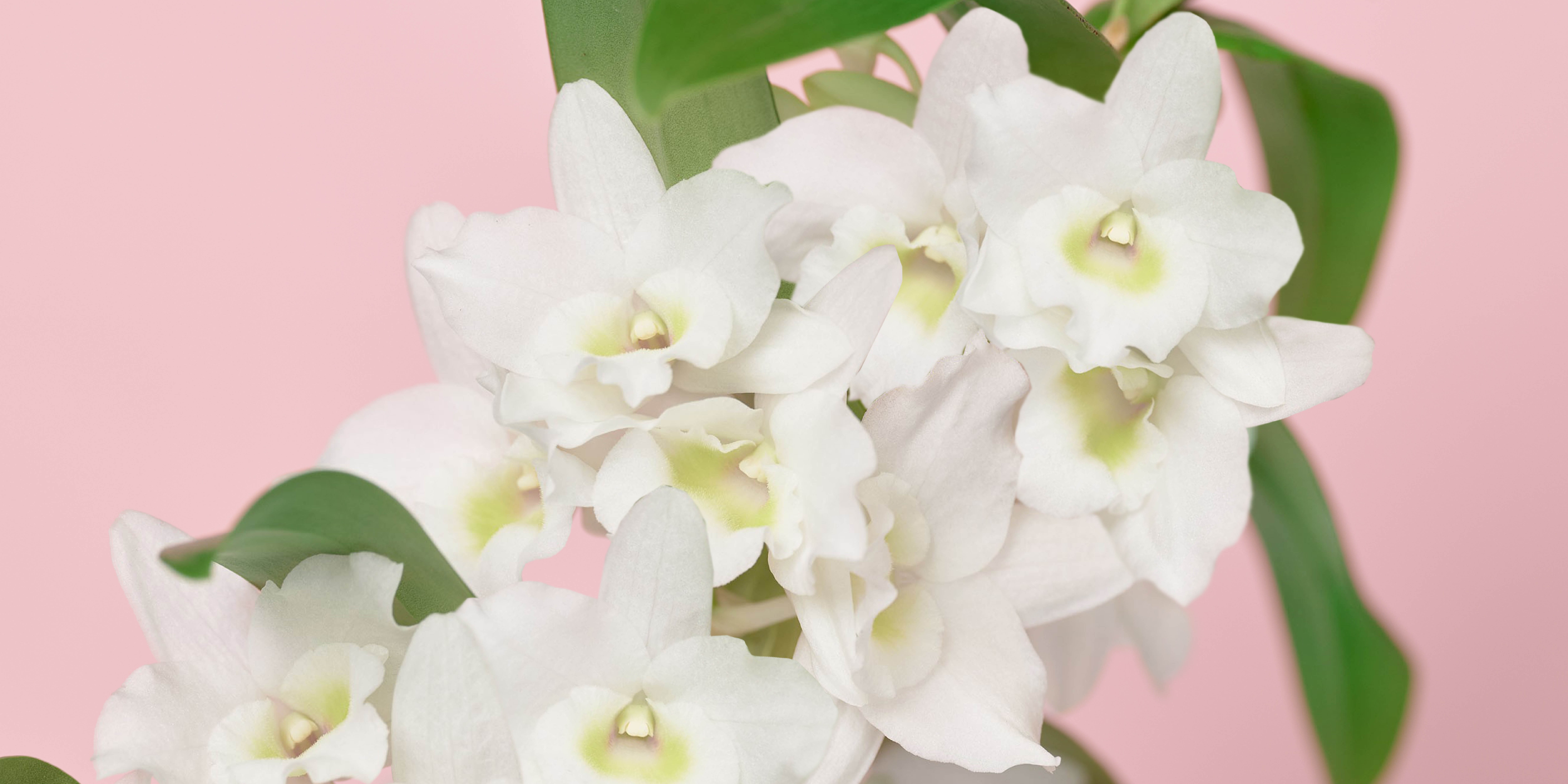 Logo, huisstijl, Bos, Orchid, Flowers, Grafisch Ontwerp, Poeldijk, Westland, Mangoa
