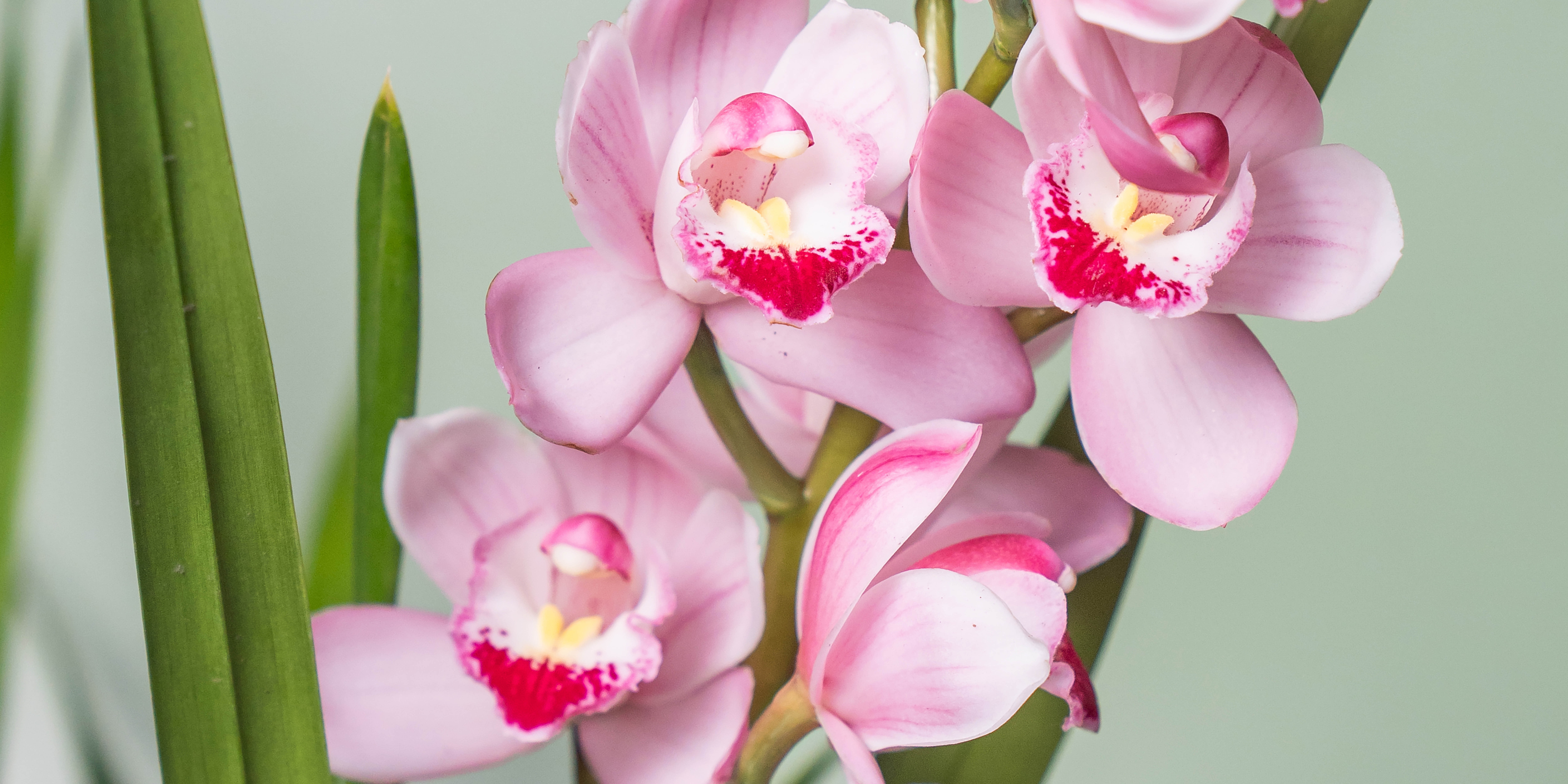 Logo, huisstijl, Bos, Orchid, Flowers, Grafisch Ontwerp, Poeldijk, Westland, Mangoa