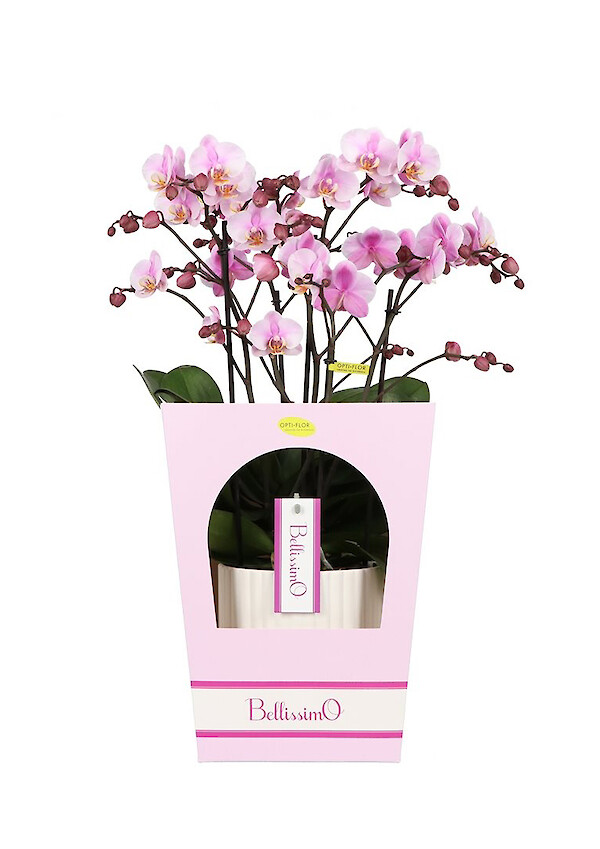 Bellssimo Giftbox