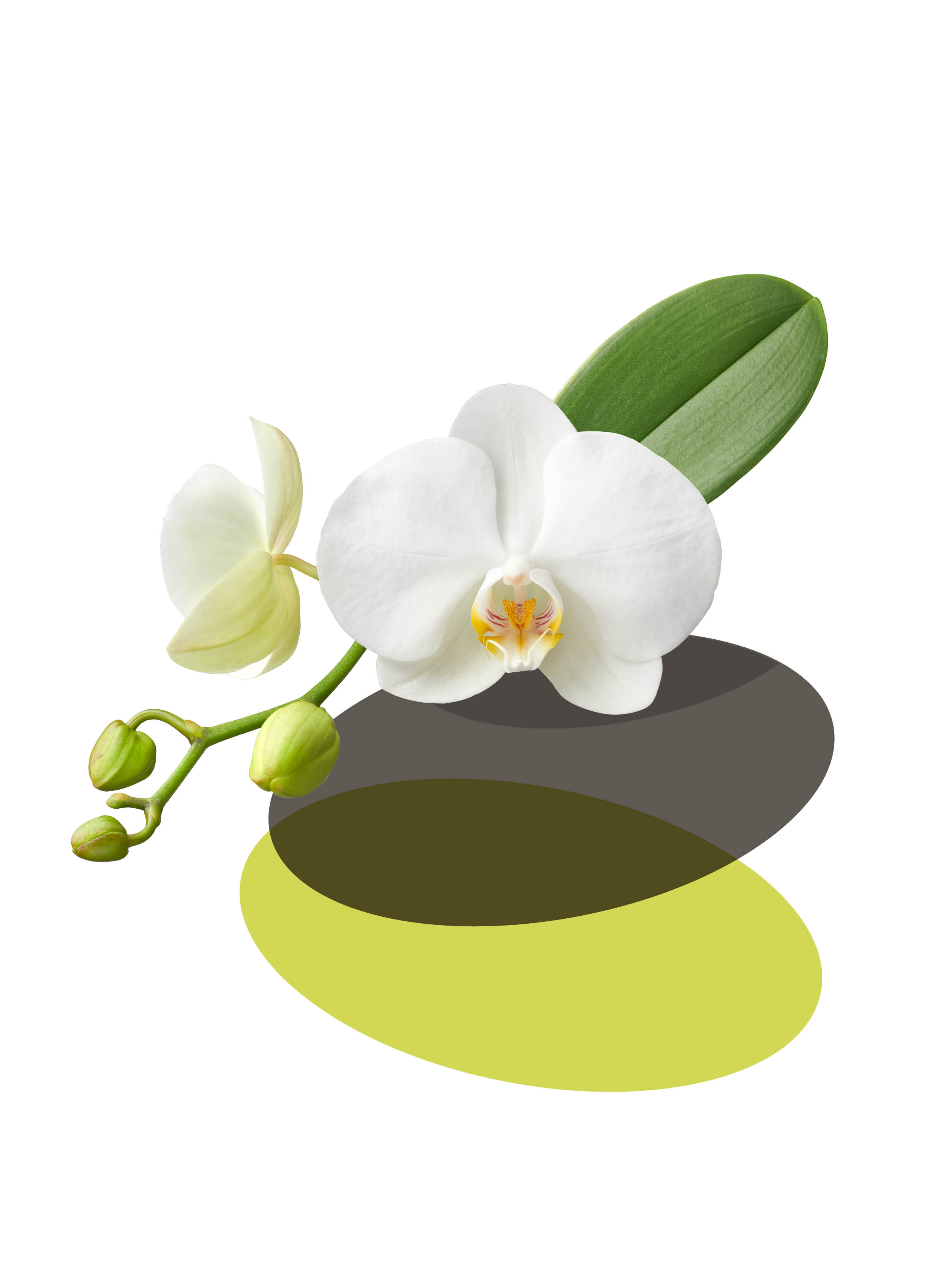 Jubileum, logo, Optiflor, Opti-flor, Monster, Westland, Design, grafisch ontwerp, Mangoa, typografie, lettertype
