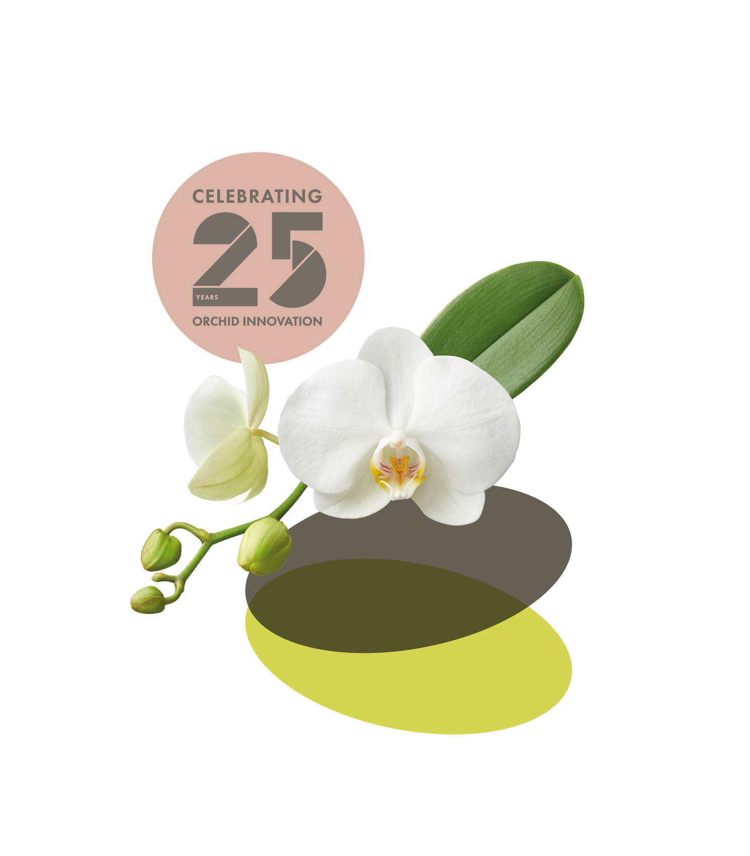 Jubileum, logo, Optiflor, Opti-flor, Monster, Westland, Design, grafisch ontwerp, Mangoa, typografie, lettertype